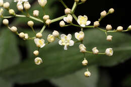 Imagem de Sambucus nigra L.