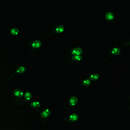 Image of Crithidia