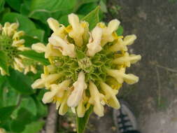 Sivun Phlomis russeliana (Sims) Lag. ex Benth. kuva