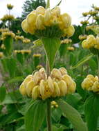 Sivun Phlomis russeliana (Sims) Lag. ex Benth. kuva