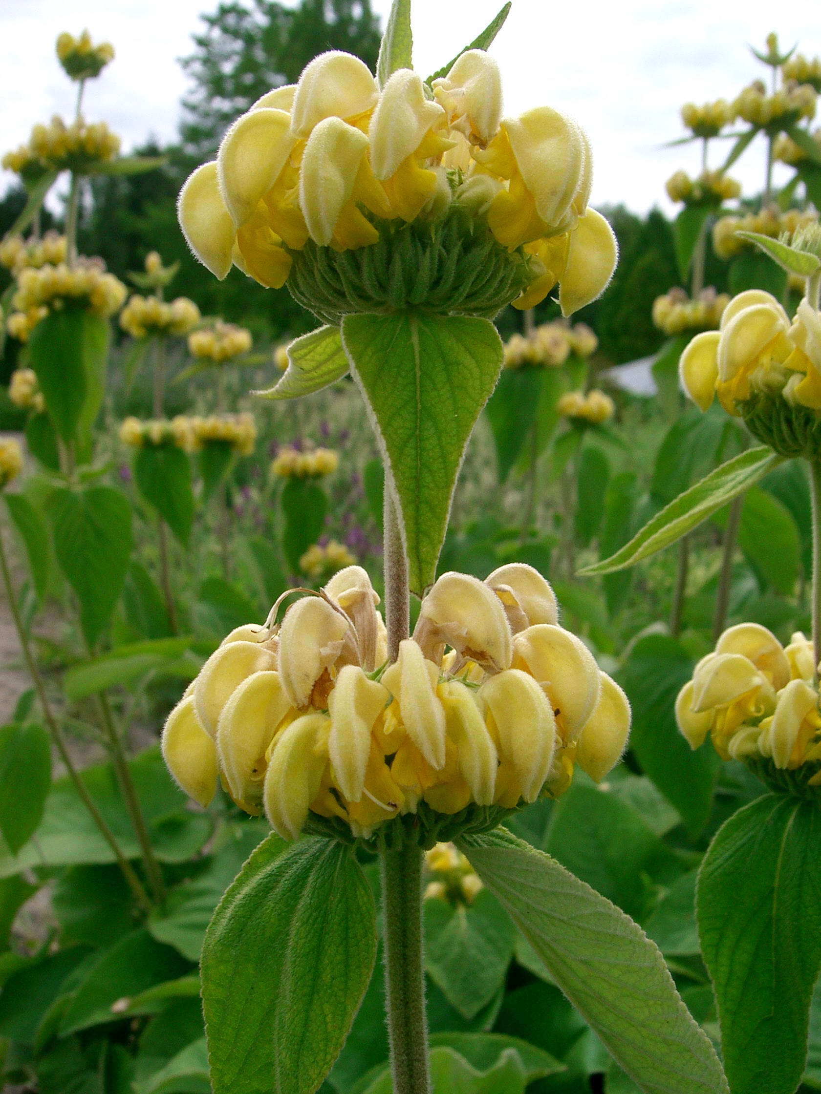 Sivun Phlomis russeliana (Sims) Lag. ex Benth. kuva