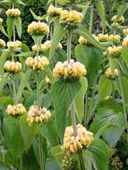 Sivun Phlomis russeliana (Sims) Lag. ex Benth. kuva