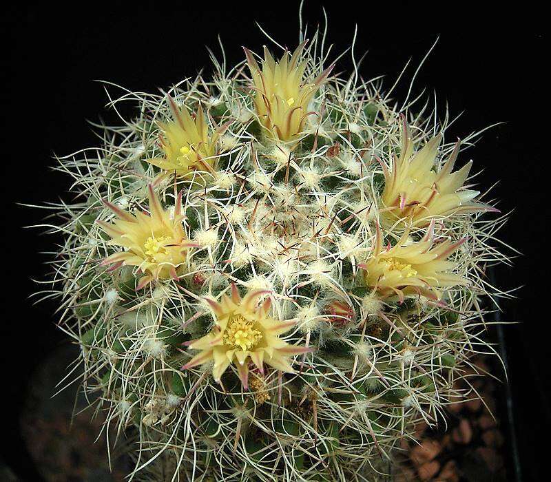 Image of Mammillaria karwinskiana Mart.