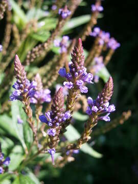 Image of swamp verbena