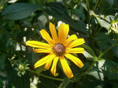 Image de Rudbeckia fulgida Ait.