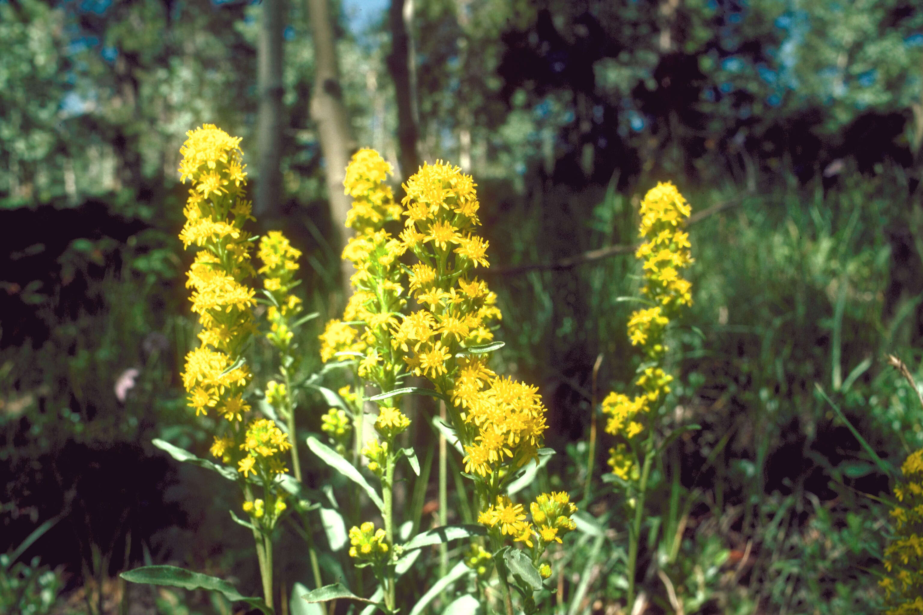 Image of Rocky Mountain goldenrod