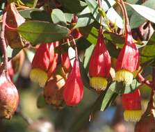 Imagem de Eucalyptus forrestiana Diels