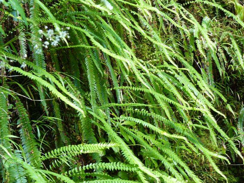 Image of Blechnum arcuatum Remy ex Fée