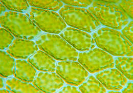 Image of stellar calcareous moss