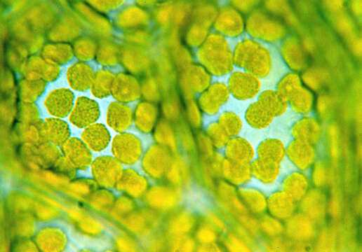 Image of stellar calcareous moss