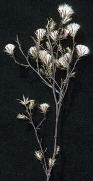 Image of Seaside American-Aster