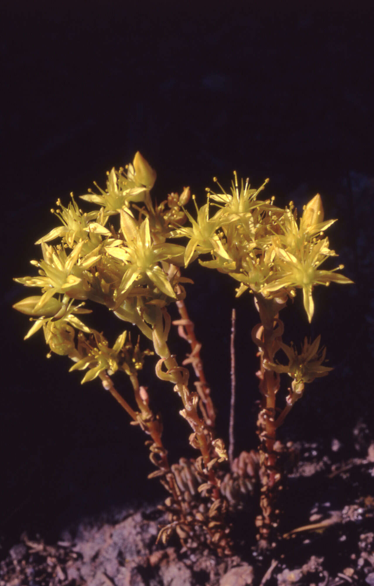 Image of spearleaf stonecrop