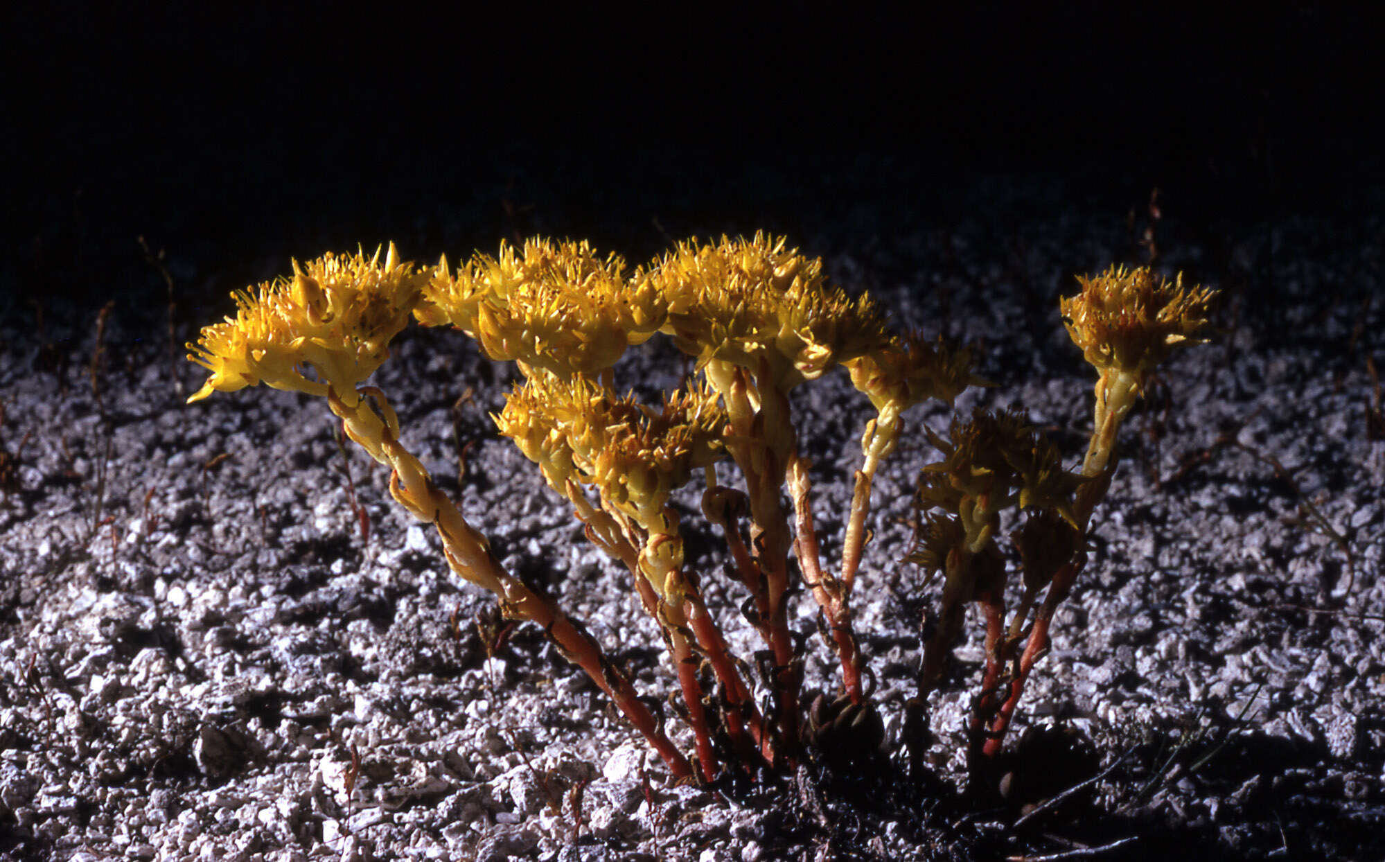 Image of spearleaf stonecrop