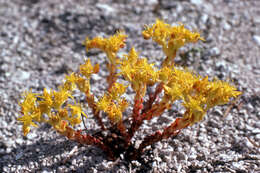 Image de Sedum lanceolatum Torr.