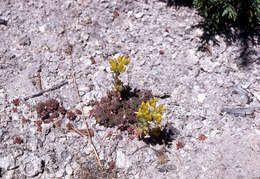 Image of spearleaf stonecrop