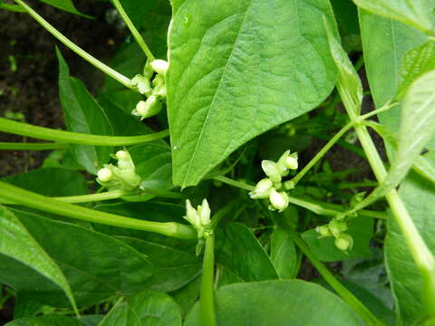 Image of kidney bean