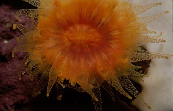 Image of turret coral