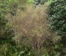 صورة Coprosma tenuicaulis Hook. fil.