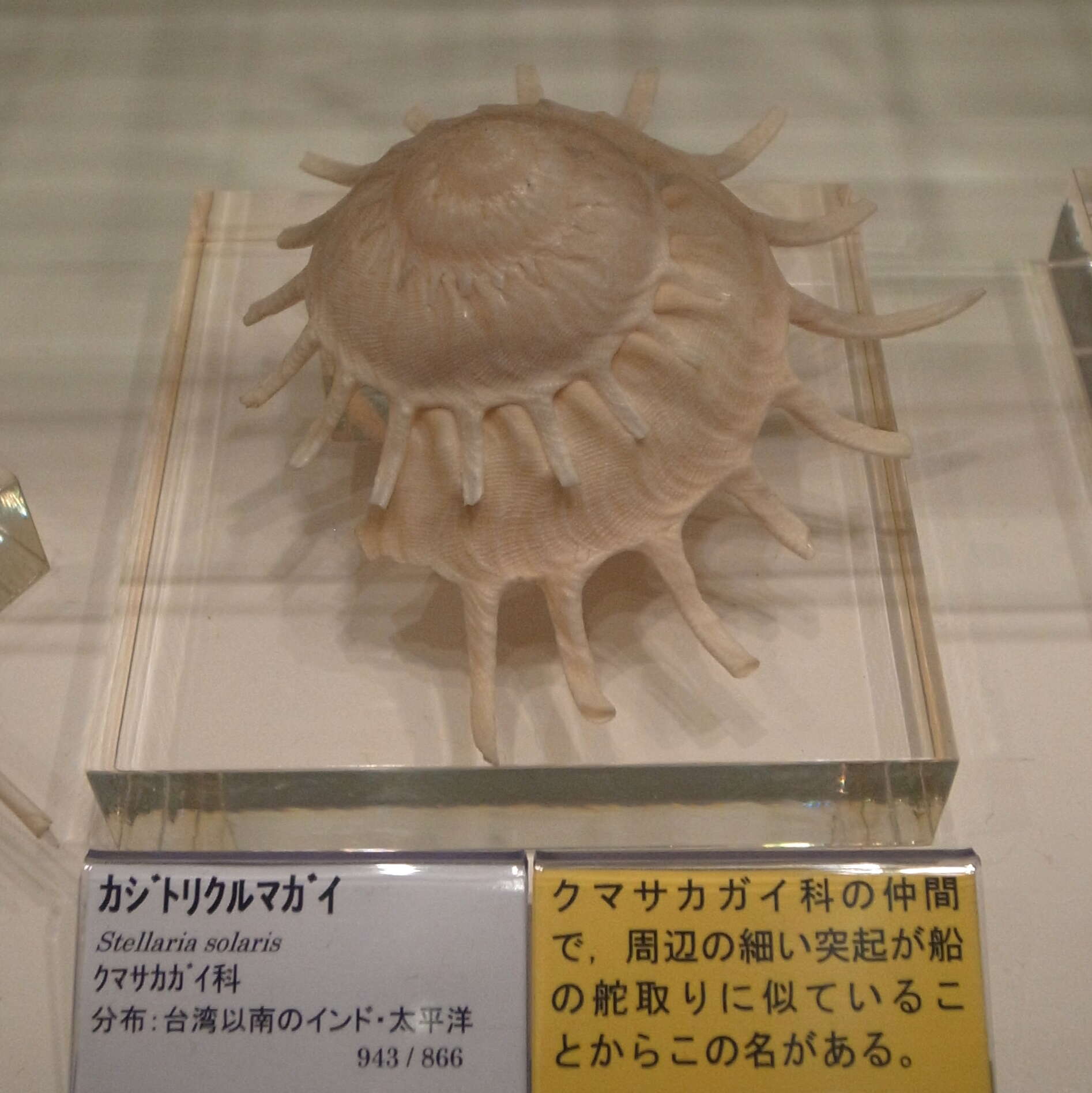 Image of sun carrier shell