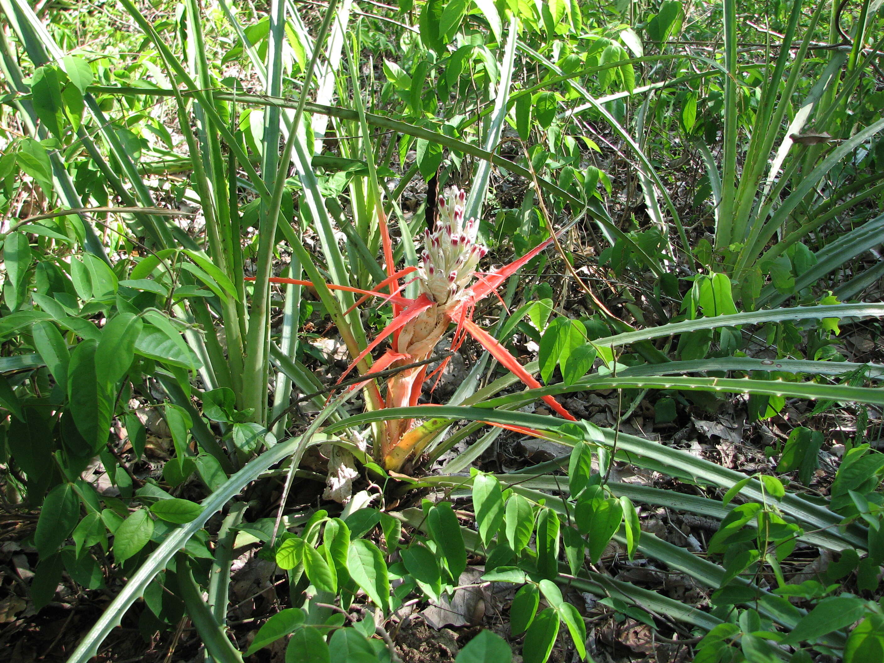 Image of Bromelia sylvicola S. Moore