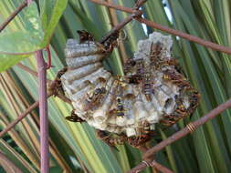 Image of Polistes snelleni de Saussure 1862