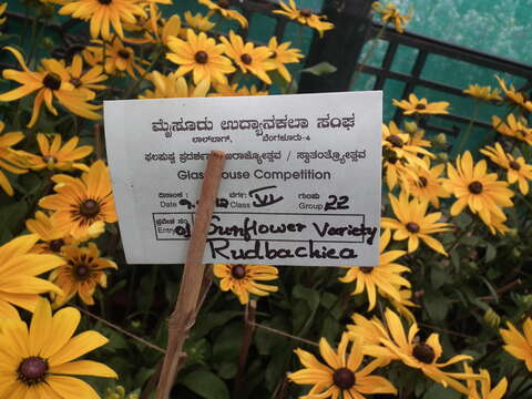 Image de Rudbeckia fulgida Ait.