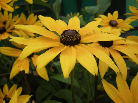 Image de Rudbeckia fulgida Ait.