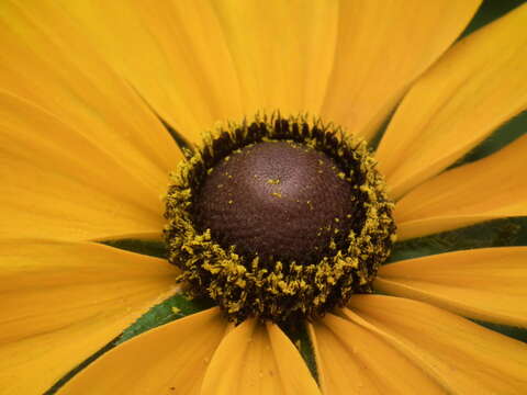 Image of orange coneflower