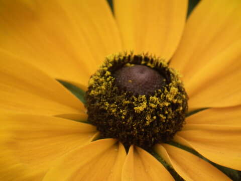 Image de Rudbeckia fulgida Ait.