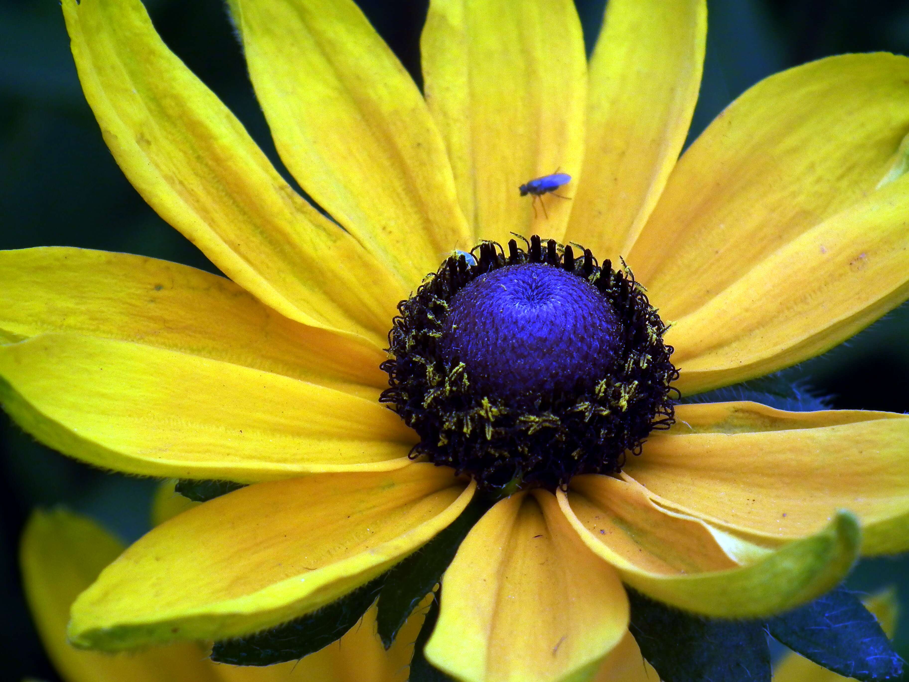 Image of orange coneflower