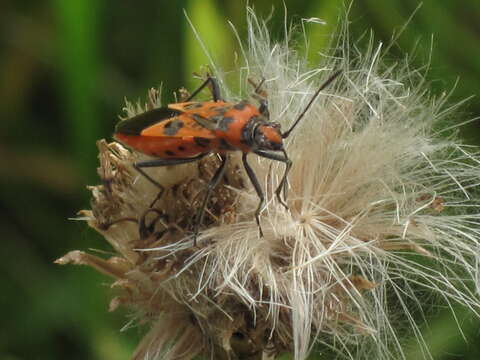 Image of black & red squash bug