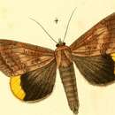 Image of Achaea dejeanii (Boisduval 1833)