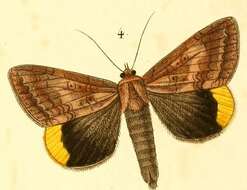 Image of Achaea dejeanii (Boisduval 1833)