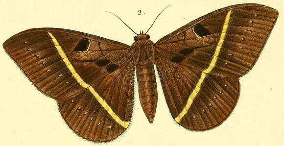 Image of Cyligramma joa Boisduval 1833