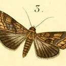 Image of Lophoptera litigiosa Boisduval 1833