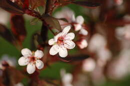 Image of Prunus × cistena