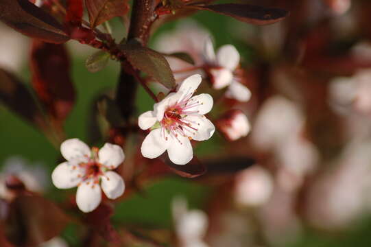 Imagem de Prunus × cistena