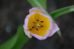 Image de Tulipa saxatilis Sieber ex Spreng.