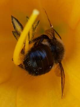 Image of Horsefly-like Carpenter Bee