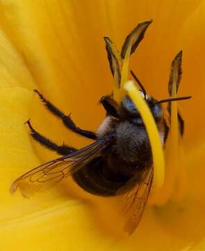 Image of Horsefly-like Carpenter Bee