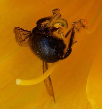 Plancia ëd Xylocopa tabaniformis Smith 1854