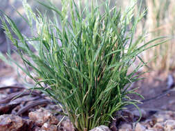 Image of Mediterranean grass