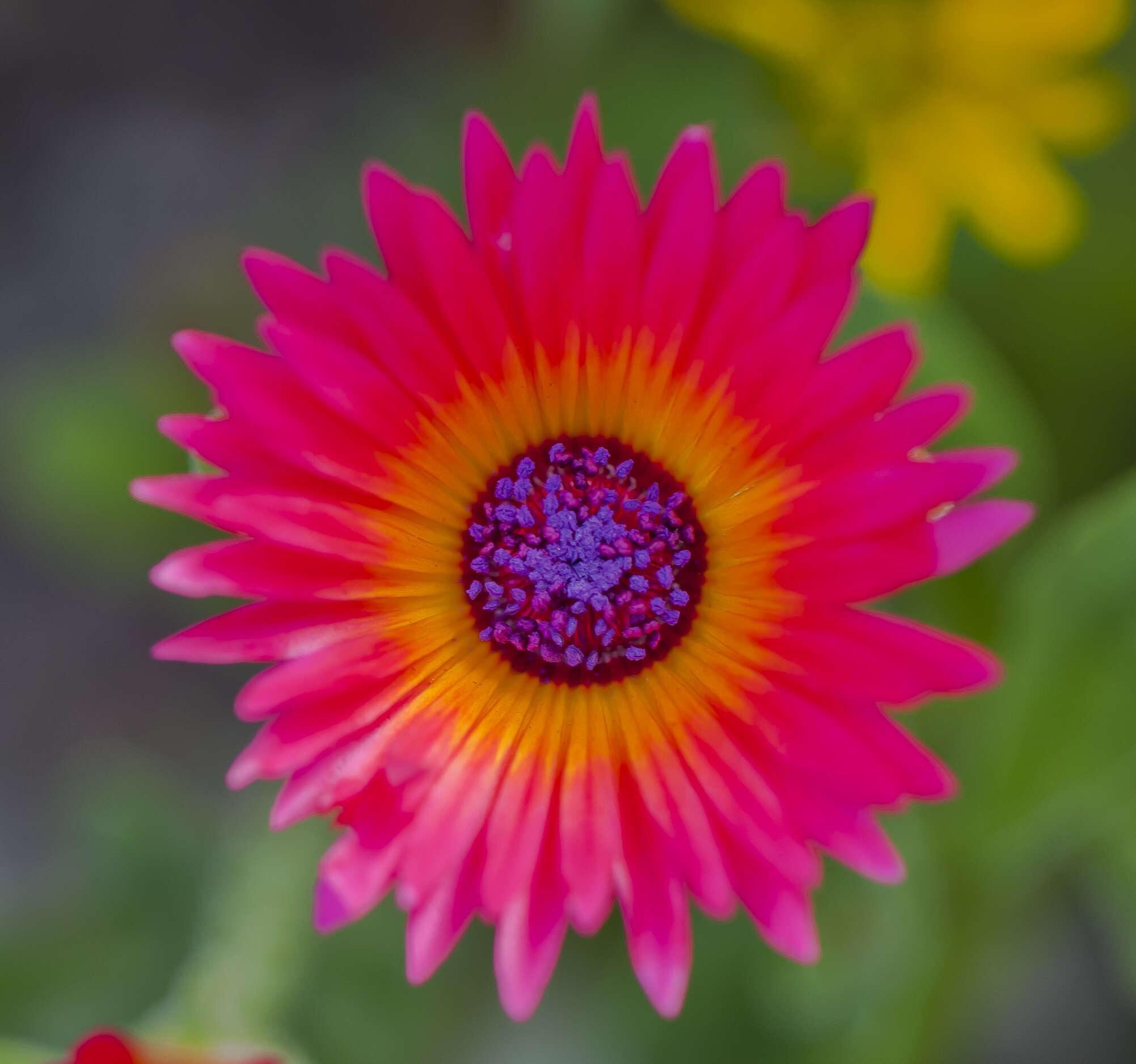 Image of Cleretum bellidiforme (Burman fil.) G. D. Rowley