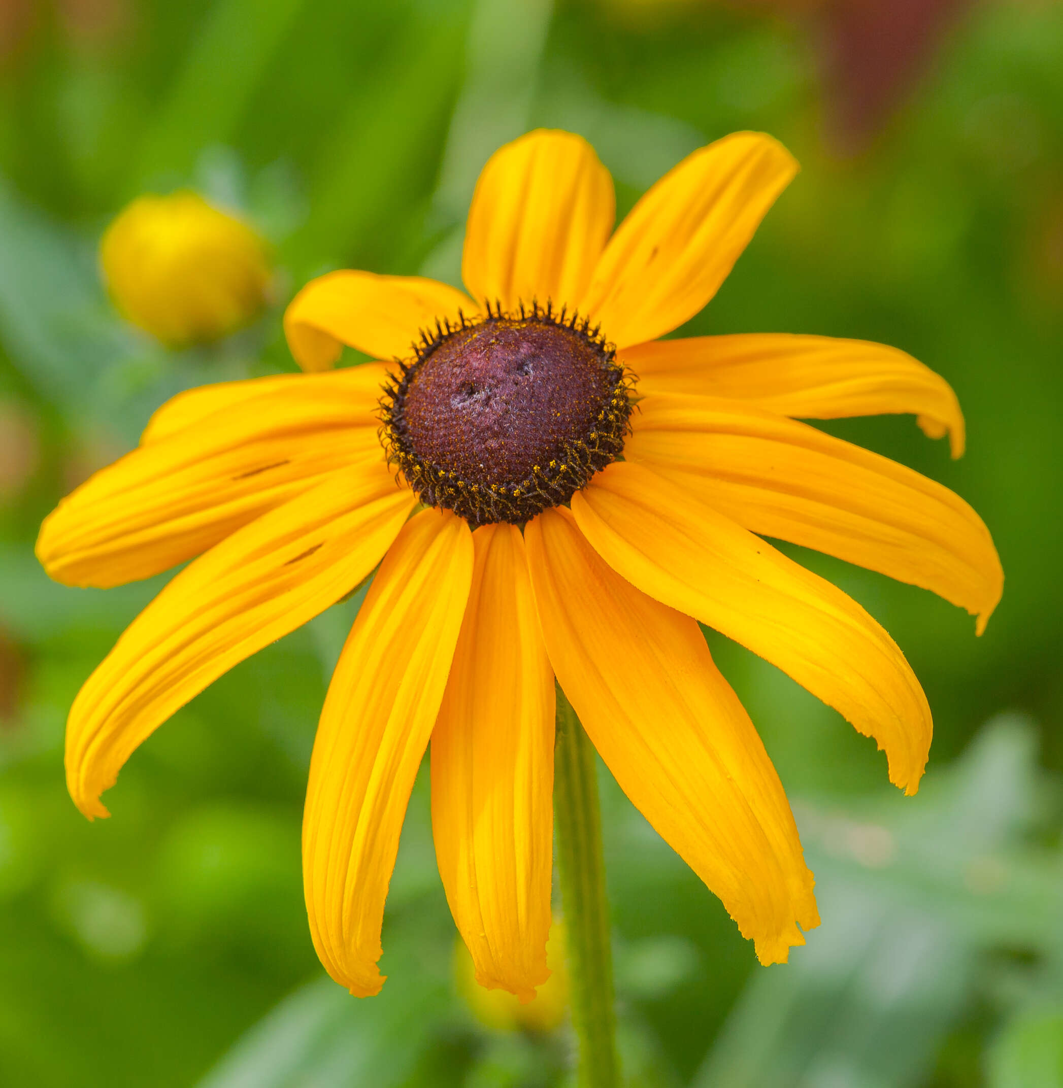 Image of orange coneflower