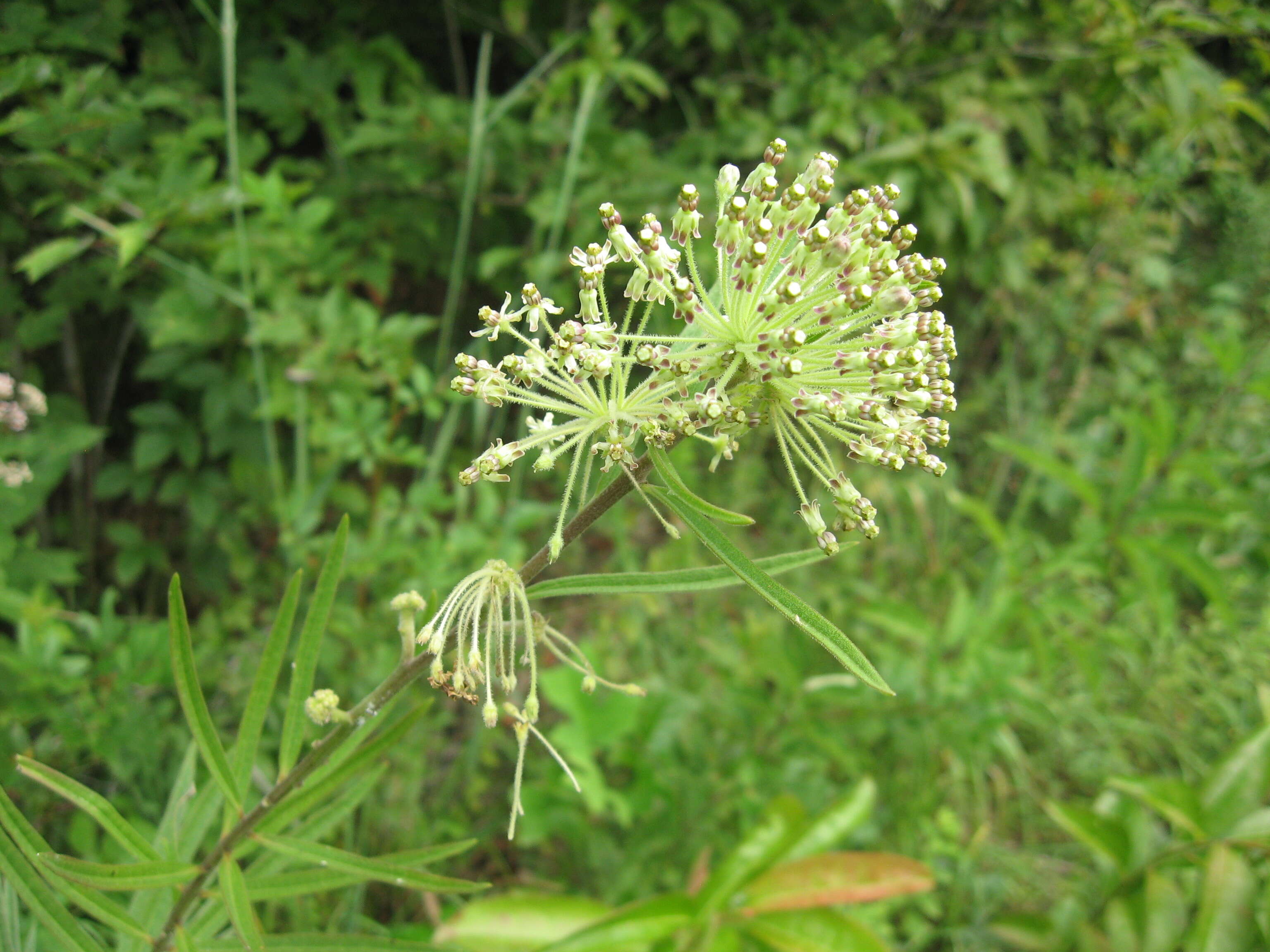 Image of green milkweed