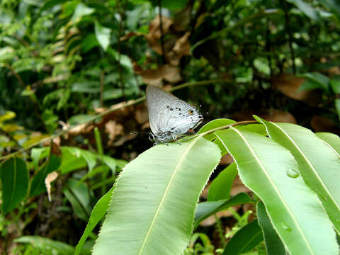 Image of Deudorix philippinensis