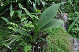 Image of Lycaste powellii Schltr.