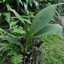 Image of Lycaste powellii Schltr.