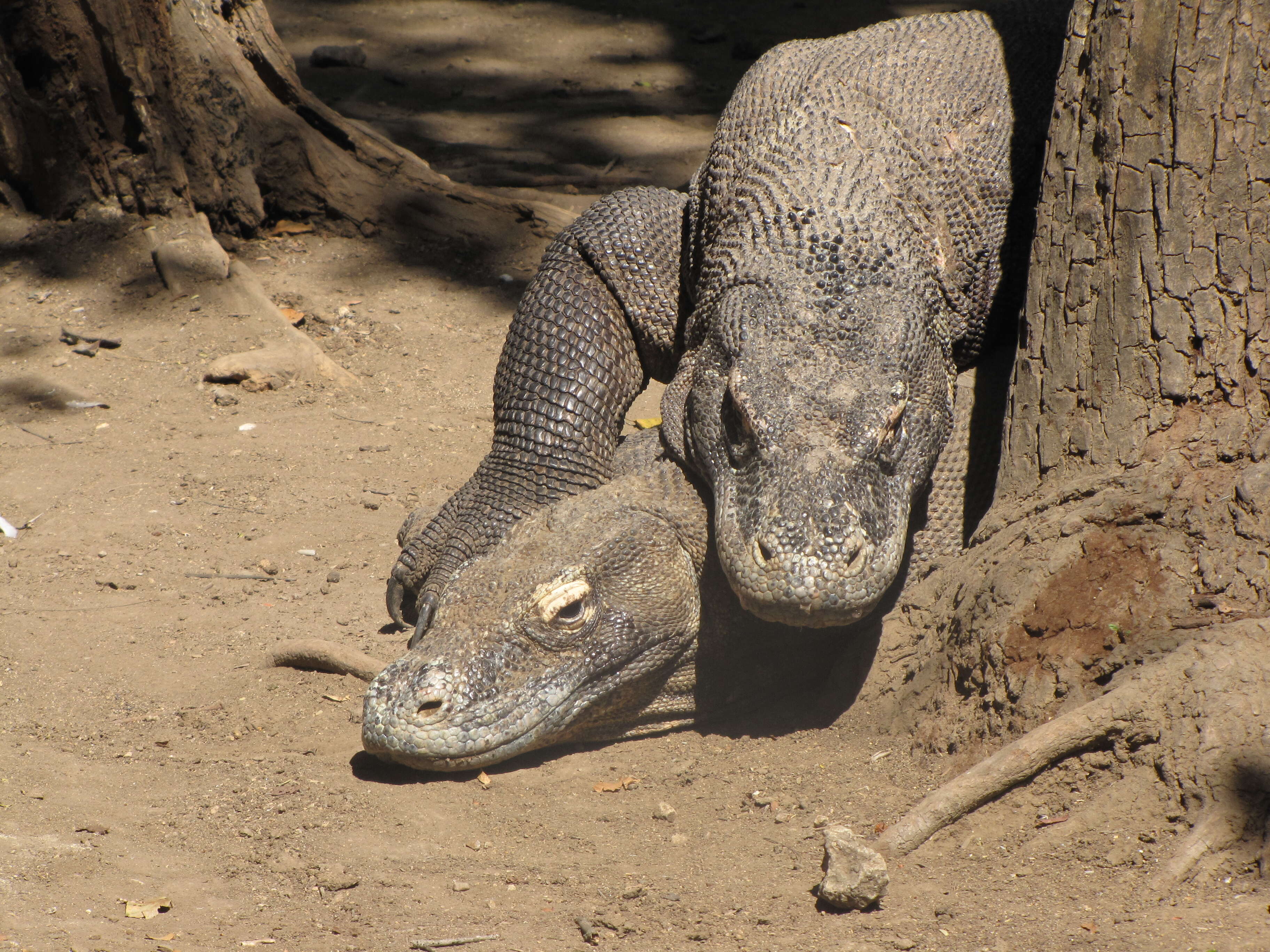 Image of Komodo Dragon