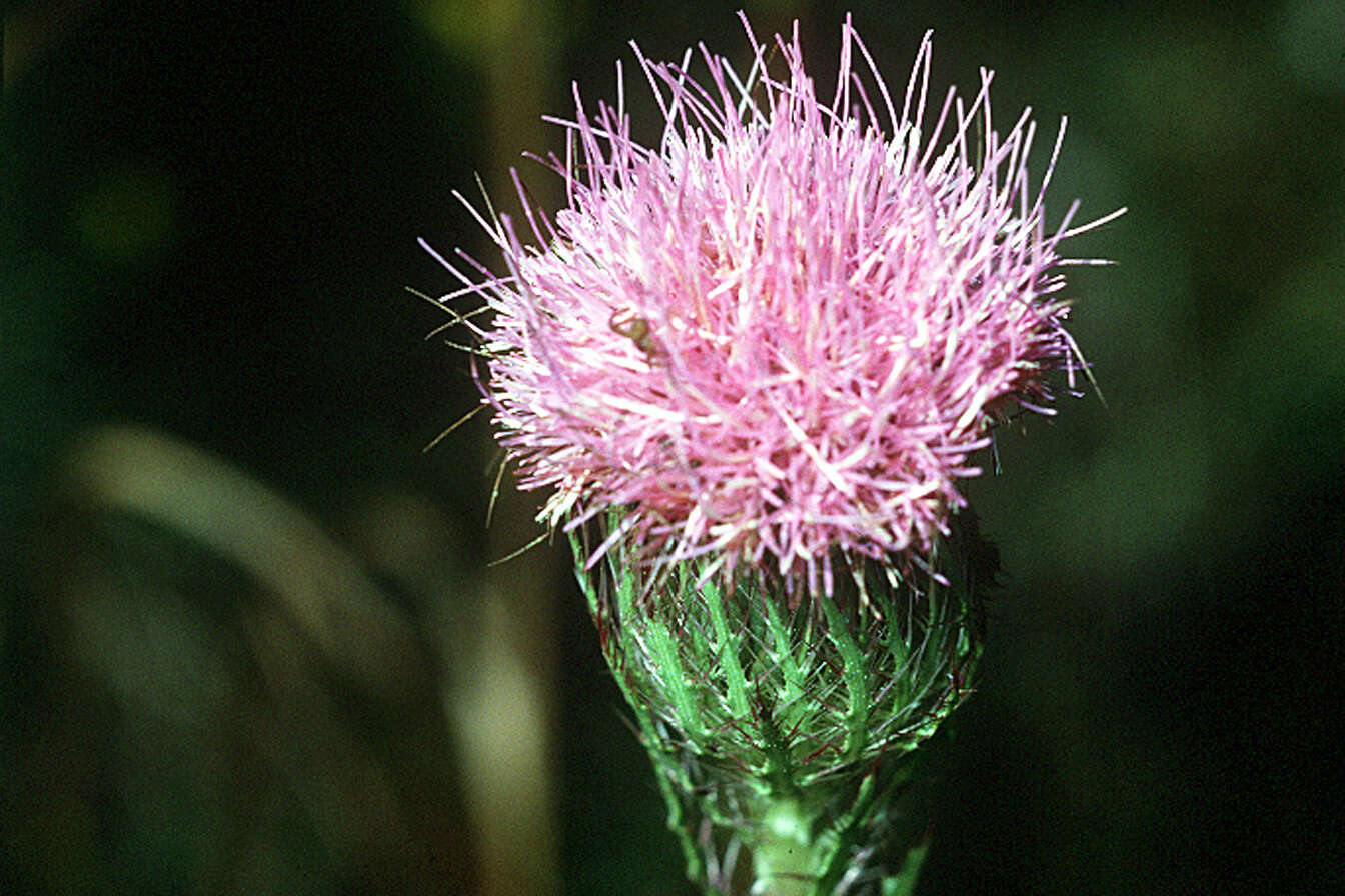 Image of yellow thistle